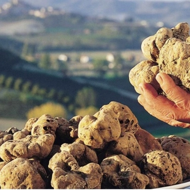 Forcoli, torna la mostra mercato dedicata al tartufo