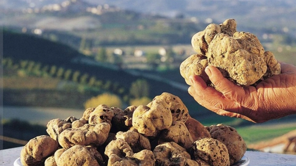 Tartufo (foto da Ansa)