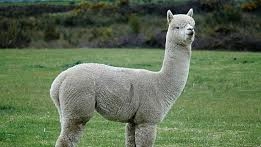 Alpaca