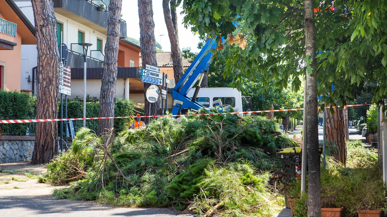 Il taglio degli alberi in via Marconi, lo scorso luglio