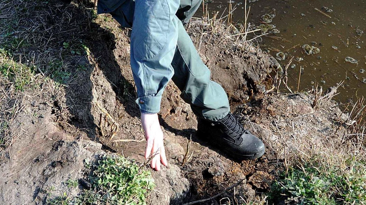 Una guardia mostra una tana scavata dalle nutrie sulla riva del fiume (. foto d’archivio