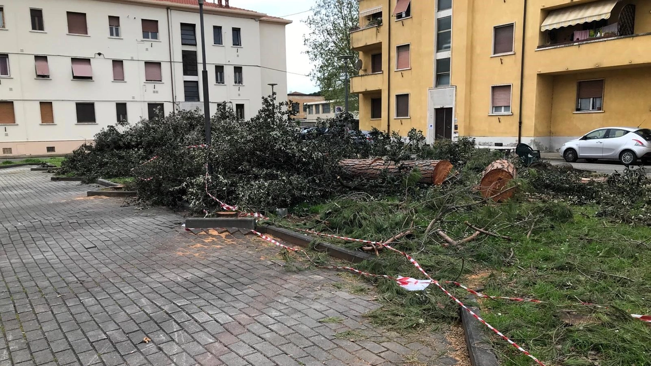 I pini abbattuti a Piazzale Genova lo scorso marzo