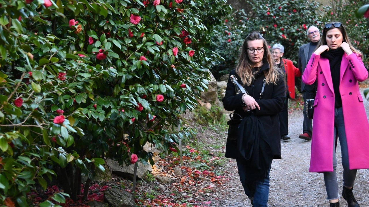 Alcuni visitatori a una delle passate edizioni della Mostra delle Camelie di Sant’Andrea e Pieve di Compito