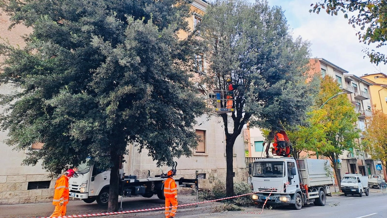 L’amministrazione comunale ha approvato il servizio triennale per la gestione e manutenzione del verde urbano. "La pianificazione delle potature –...