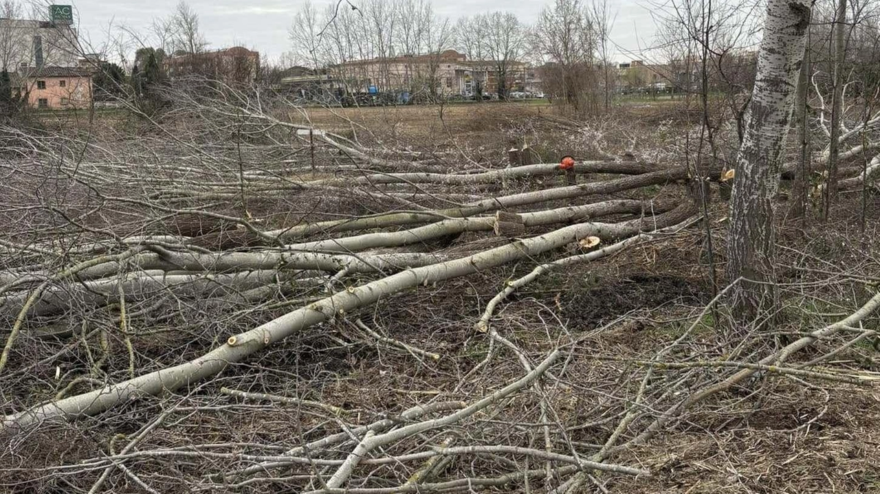 Gli alberi del boschetto adiacente a via Bargagna