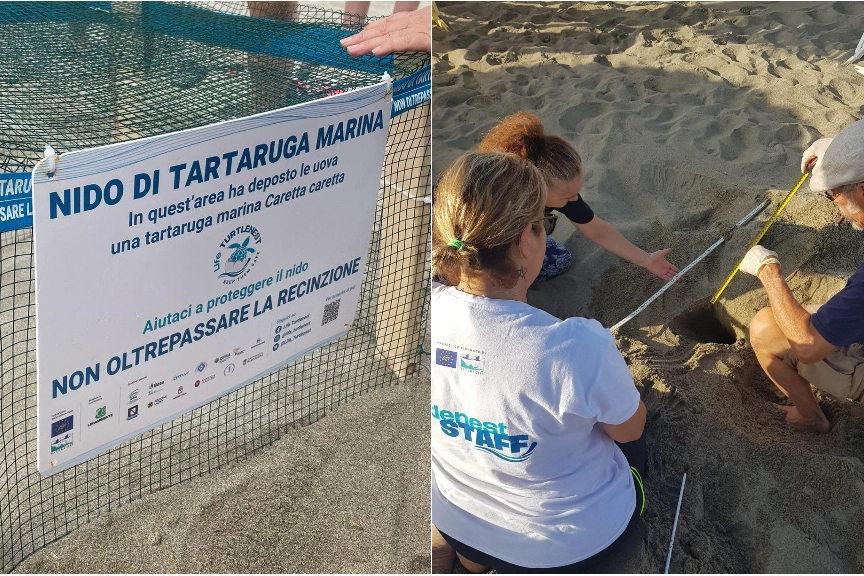 Il nido transennato in Versilia. Più a fianco, le misurazioni del luogo in cui le uova sono state deposte