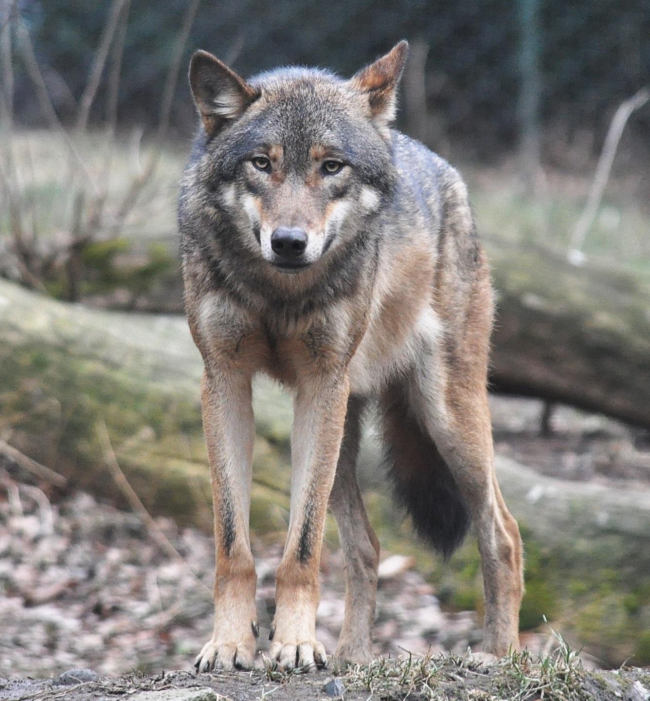 «“Wolf Alert”, il progetto sta cominciando a dare i suoi frutti»