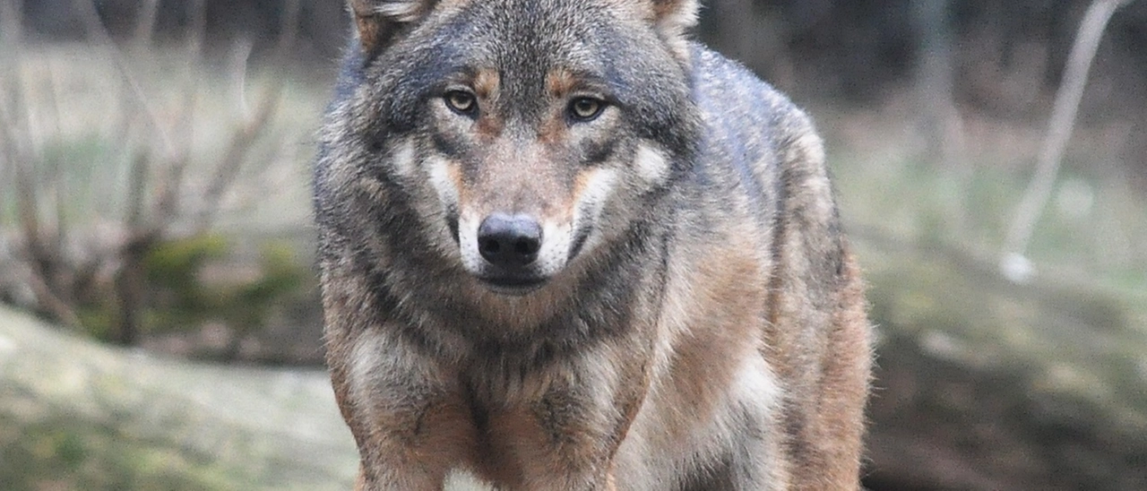 «“Wolf Alert”, il progetto sta cominciando a dare i suoi frutti»