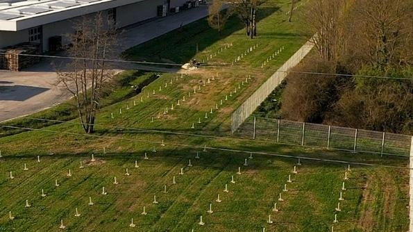 Cartiere Cararra ha già messo a dimora di oltre 15mila alberi vicino agli stabilimenti Carrara a Capannori e Badia Pozzeveri