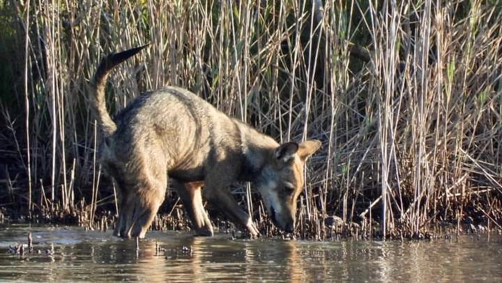 Il giovane lupo nell'Oasi Wwf