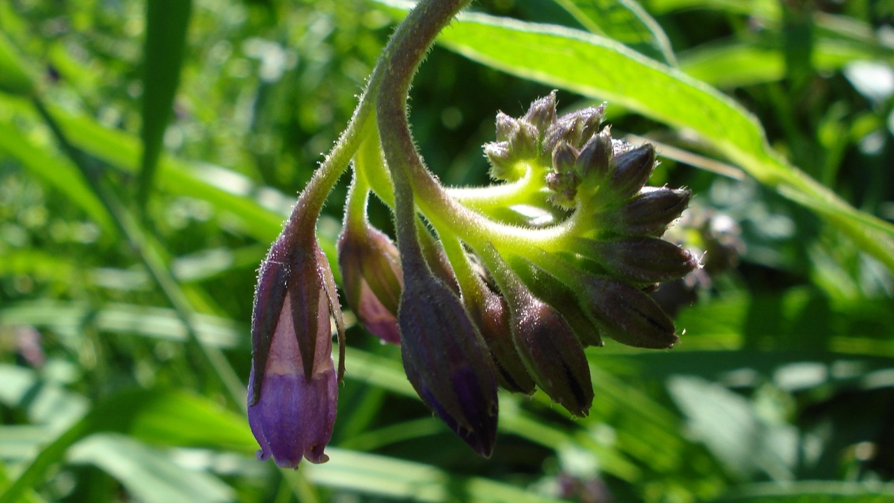 La symphytum tanaicense