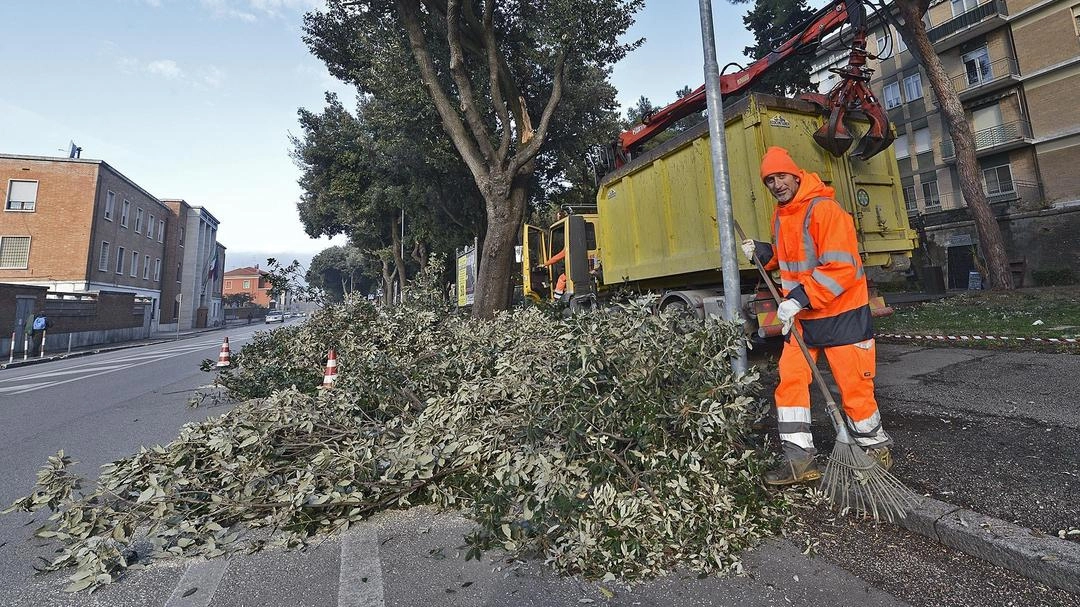 Città, strade più protette. Interventi sugli alberi. Cambiano traffico e sosta