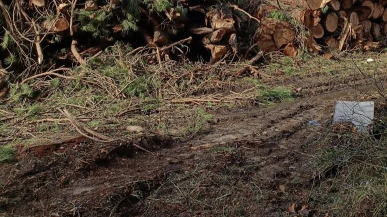 La denuncia dei Comitati di quartiere e difesa alberi: "Una devastazione"