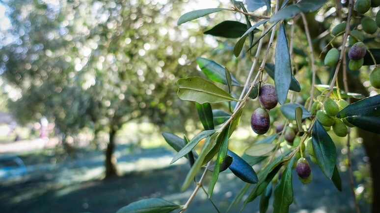 Olive (Foto Ansa)