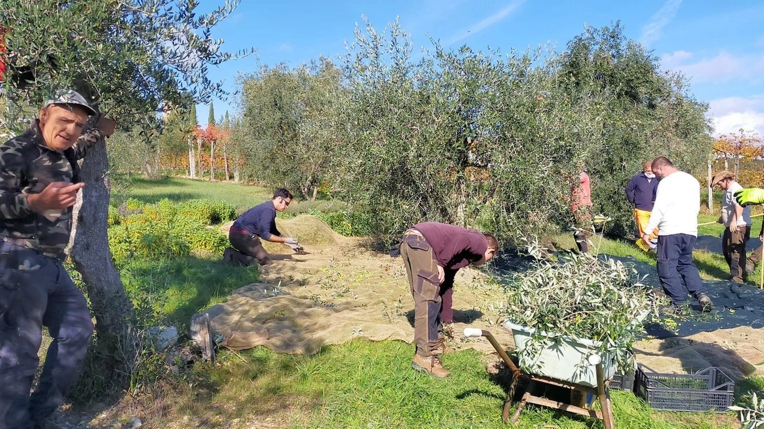 Quanto costa realizzare un oliveto. La guida