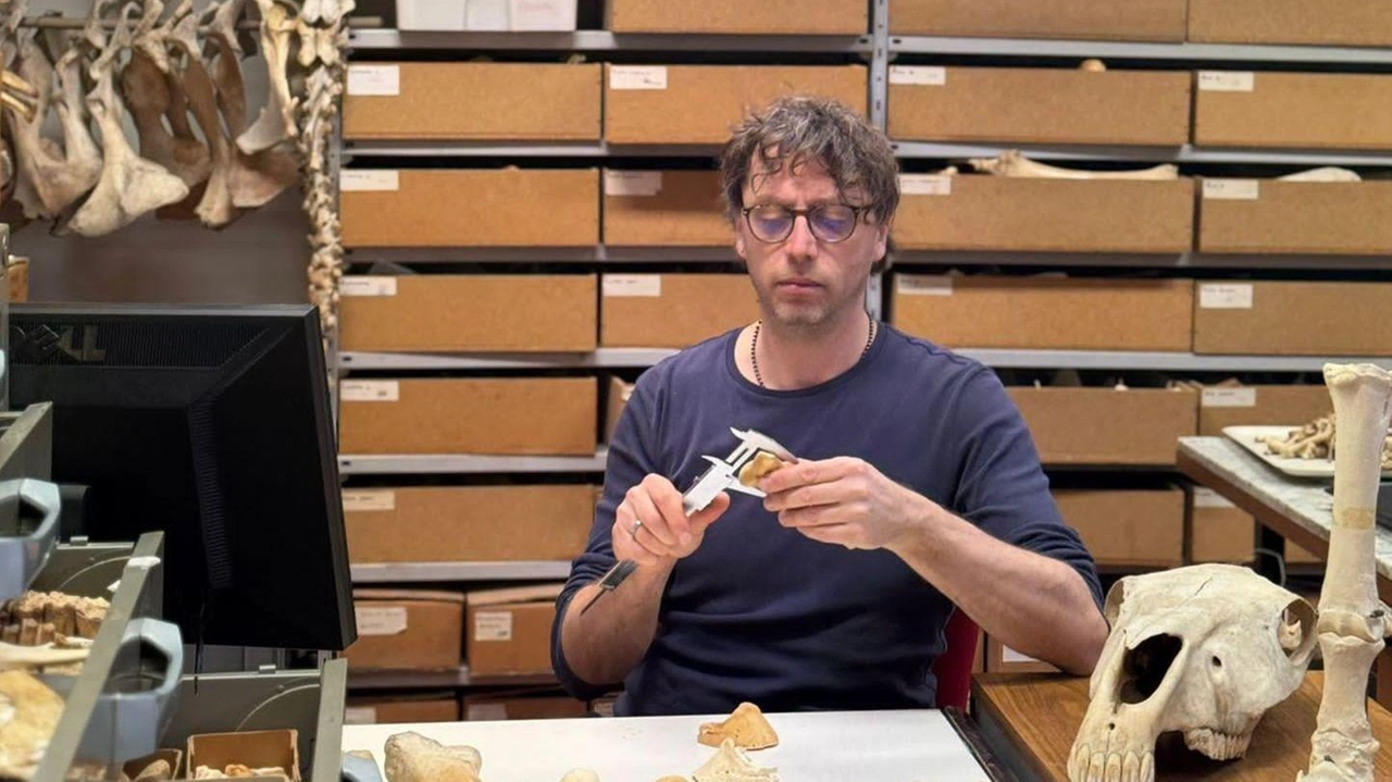 Nella foto Jacopo Crezzini, archeozoologo dell’Università di Siena