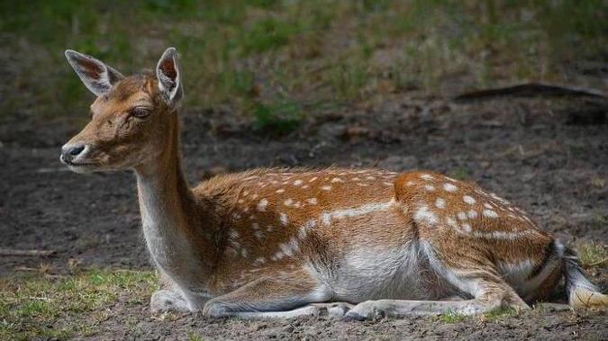 Animali selvatici in difficoltà, intervento di AnimaEquina