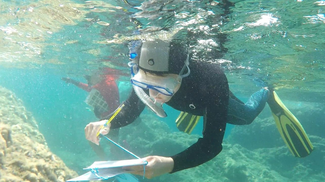 Decine i partecipanti del ‘BioWatching nel Blu’, iniziativa scientifica applicata al monitoraggio costiero delle specie marine indigene e aliene