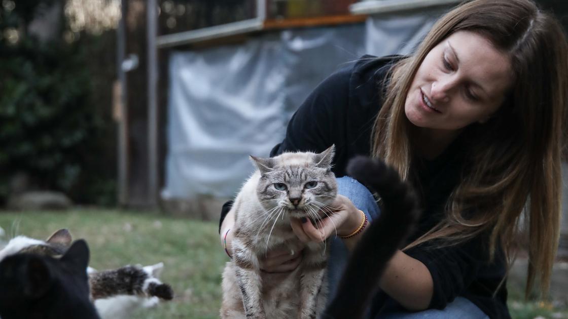 Il sogno di Rina per aiutare i randagi: con la maxi eredità un nuovo gattile. Approvato il progetto esecutivo