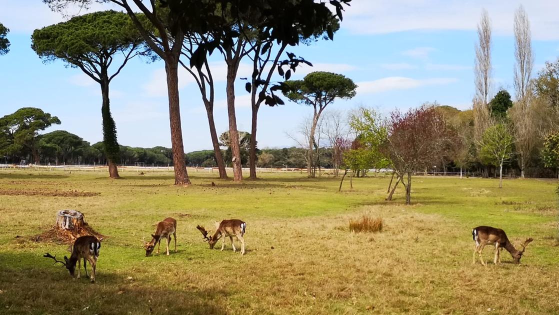 Ente parco San Rossore Massaciuccoli: via libera a budget economico 2024 2026