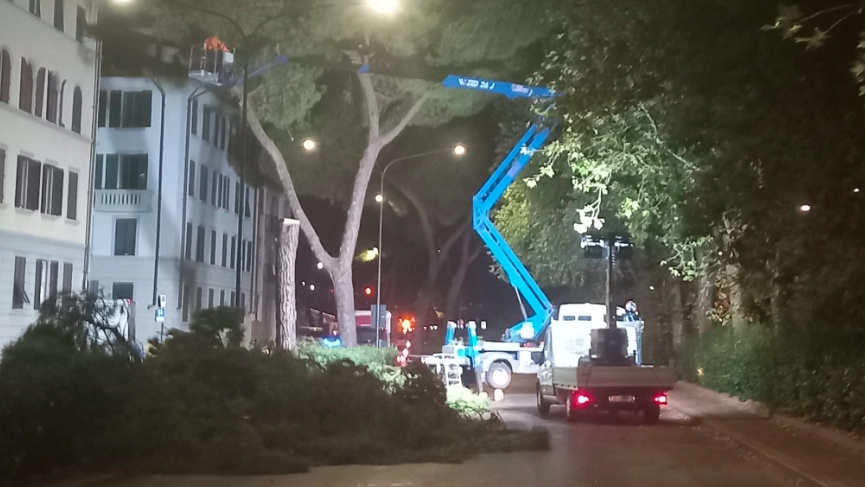 Un momento degli abbattimenti in viale Redi (Fonte: gruppo Fb Alberi Amici Q2)