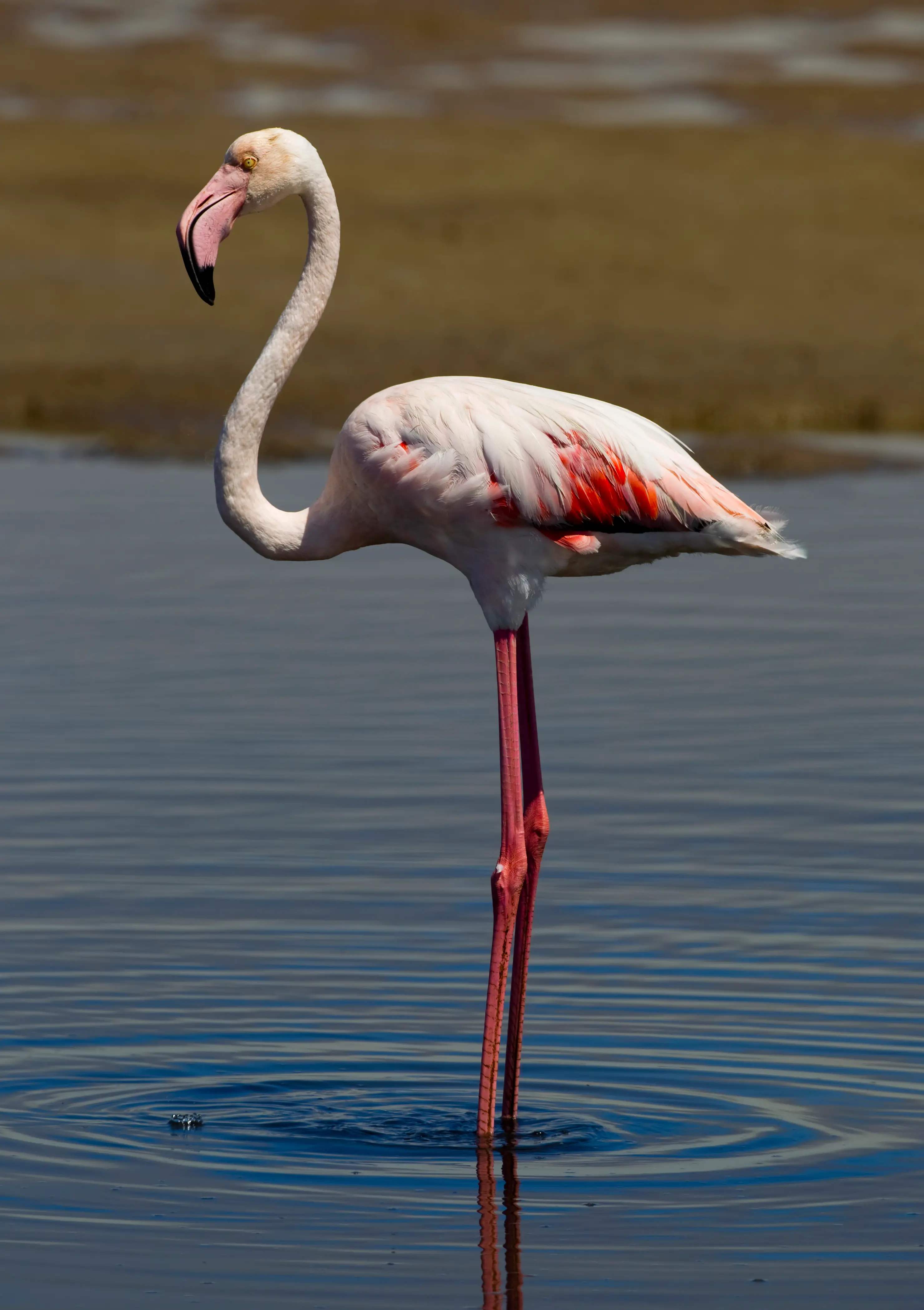 Fenicotteri e aironi, cresce avifauna Piana Firenze-Prato-Pistoia