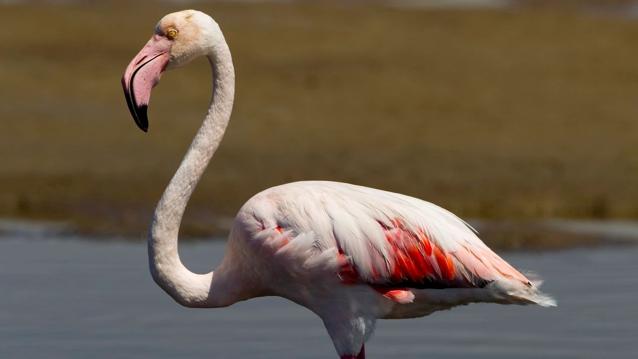 Fenicotteri e aironi, cresce avifauna Piana Firenze-Prato-Pistoia