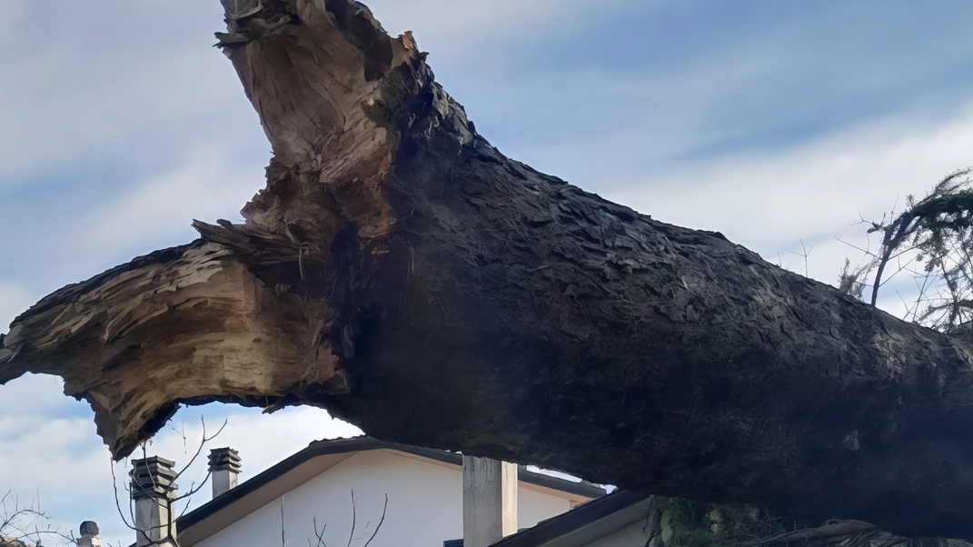 L’enorme albero sradicato dal vento che si è abbattuto sulle recinzioni a Selci Lama