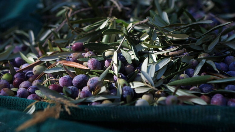 Raccolta delle olive (Foto Ansa)