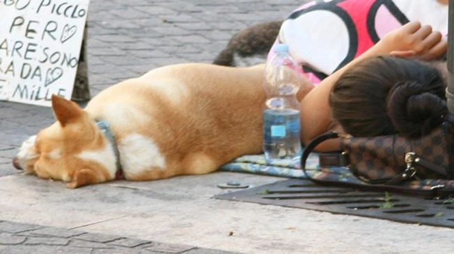 Il progetto vuole rispondere a un bisogno di aiuto concreto e materiale ma anche uno emotivo, spesso chi vive in strada con il cane si sente meno solo