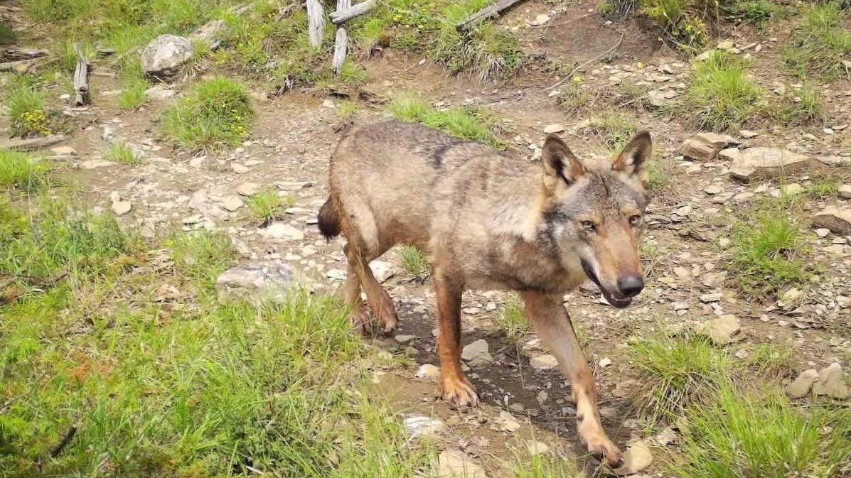 Emergenza lupi, come difendersi: "Solo pochi casi sono denunciati"