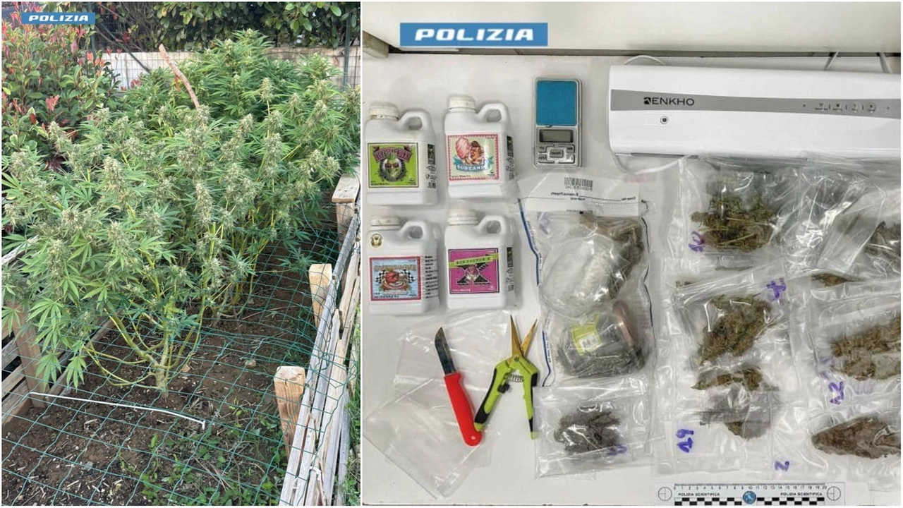 La marijuana e il materiale sequestrato