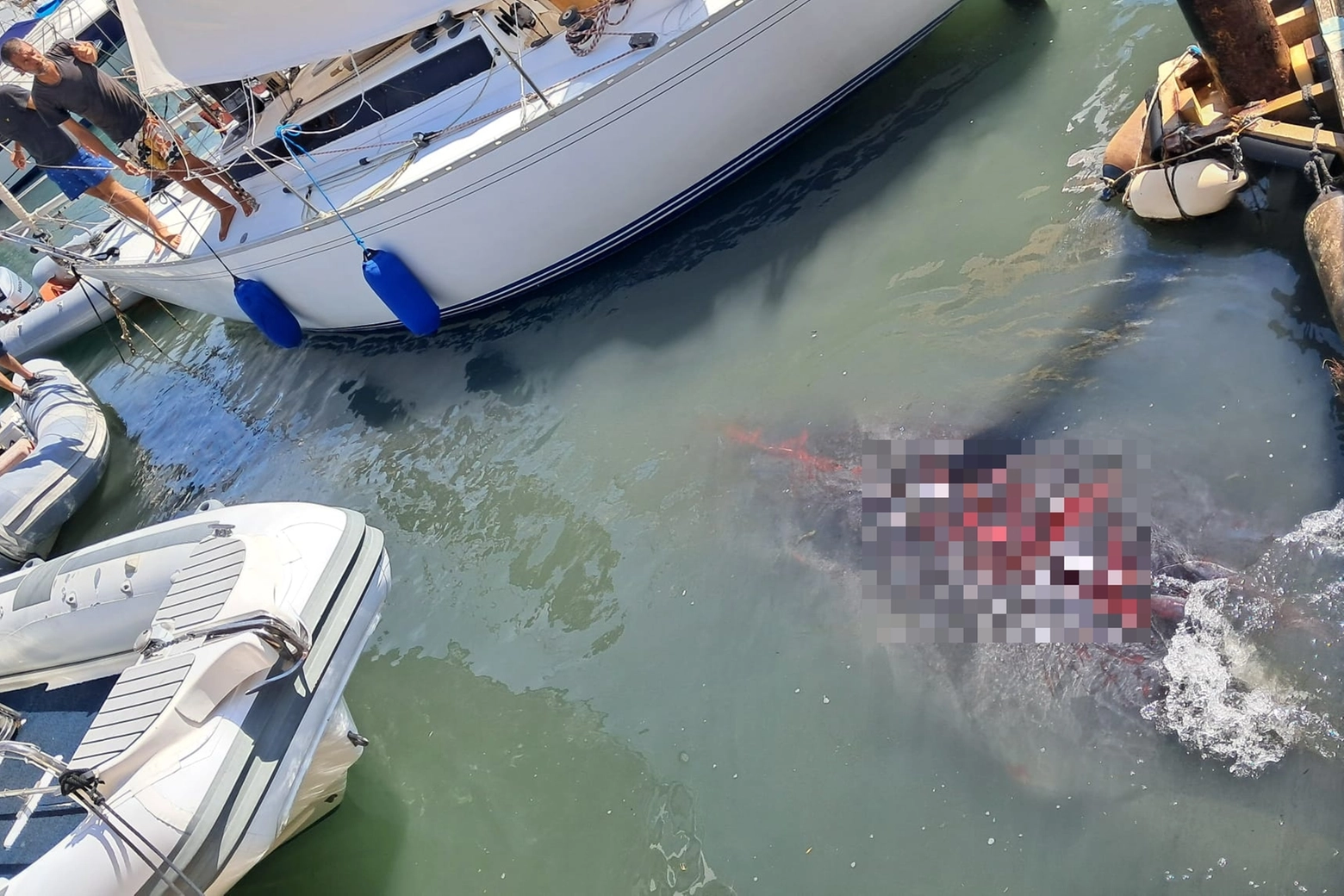 La balenottera incastrata fra le barche di Talamone. L'emergenza è scattata nella mattina di mercoledì 24 luglio