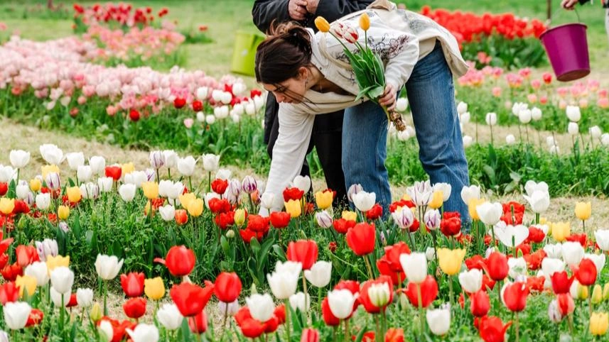 Ecco la primavera: 30mila tulipani all’interno del giardino del Bardo