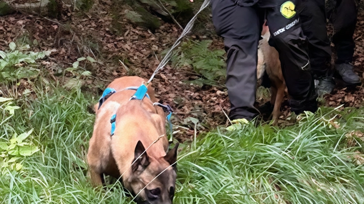 La protezione civile di Fivizzano sulle tracce di Delfino Lombardi, il pensionato disperso. Utilizzati anche 4 pastori belgi Malinois e il meticcio "Zizou" addestrato all’estero.