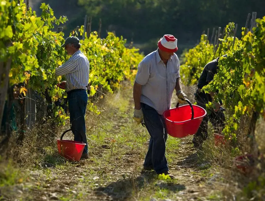 Vino toscano, cresce la produzione. Ma nella botte c’è l’incubo dei dazi