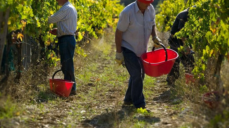 Al lavoro per la vendemmia. I dati del vino toscano nel 2024 sono stati buoni