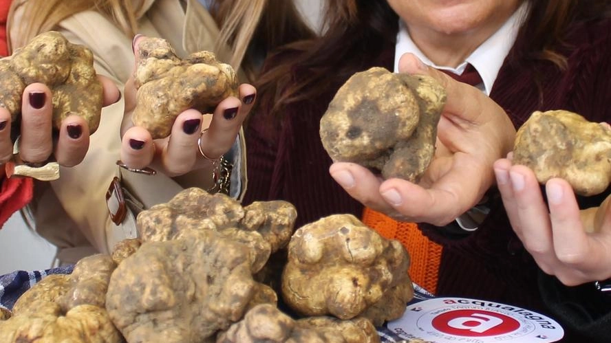 Il tartufo è un’attrazione dell’Umbria