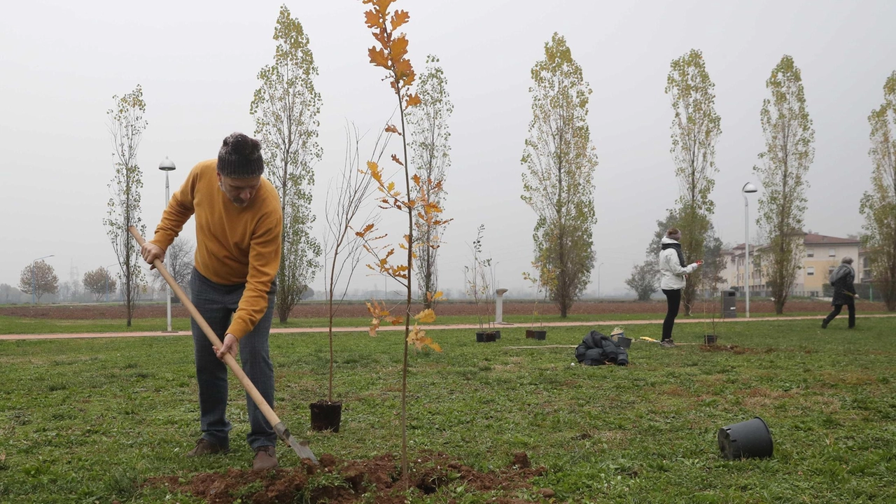 In arrivo oltre duemila piante nel territorio di Sesto Fiorentino