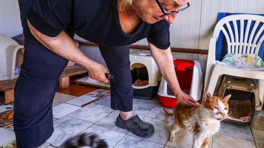 Grazie alla generosità della comunità i gatti di Bagno a Ripoli ora possono stare all’asciutto e mangiare in un luogo confortevole (FotoGermogli)