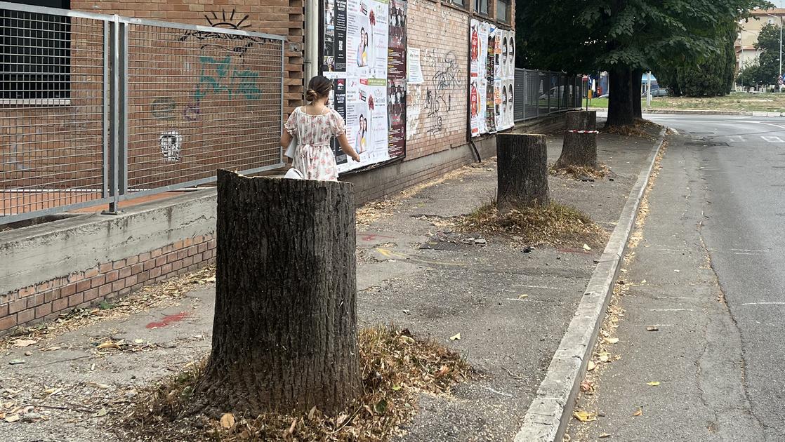 Abbattimento di 21 tigli, le associazioni chiedonol’accesso agli atti