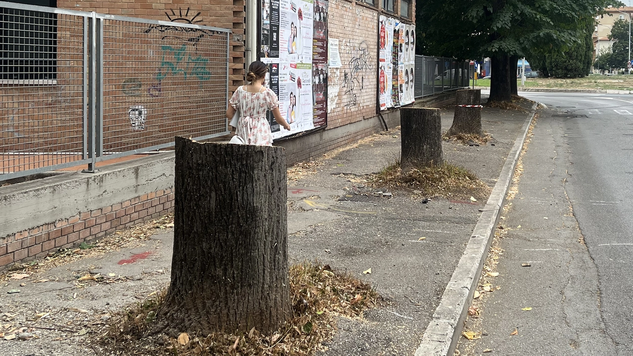 Alcuni dei ventuno tigli che in via De’ Barberi sono stati tagliati dal Comune