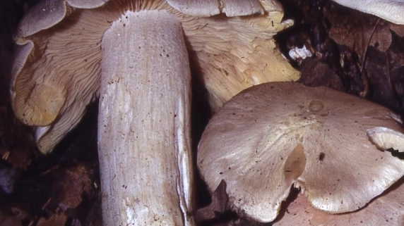 entoloma