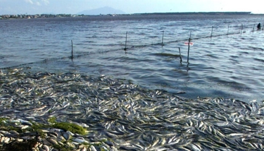 Orbetello, il collasso della laguna. Giani: "Emergenza regionale. E chiederò lo stato di calamità nazionale"