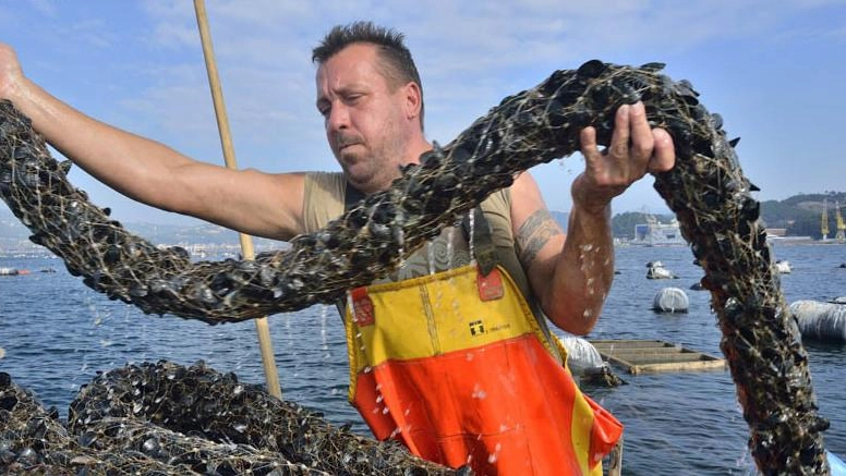 Giampedrone: "Tutela del lavoro e garanzia per i dragaggi dei fondali dello scalo". Soddisfatti i muscolai. "Passi in avanti per il rilancio della mitilicoltura spezzina".