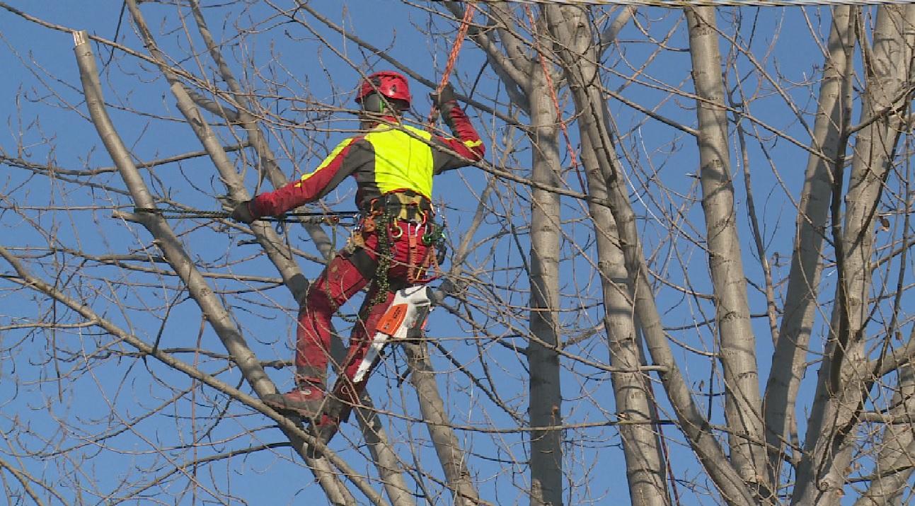 Pioppo malato minaccia fosso e linea elettrica, la Bonifica al lavoro