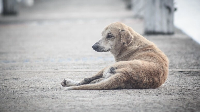 Un cane in strada (Foto archivio Ansa)