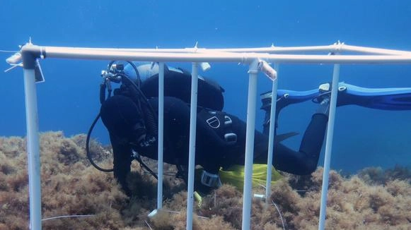 Uno dei monitoraggi subacquei sulle piante marine effettuati dall’Università di Pisa