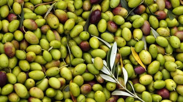 Raccolta delle olive (Foto Ansa)