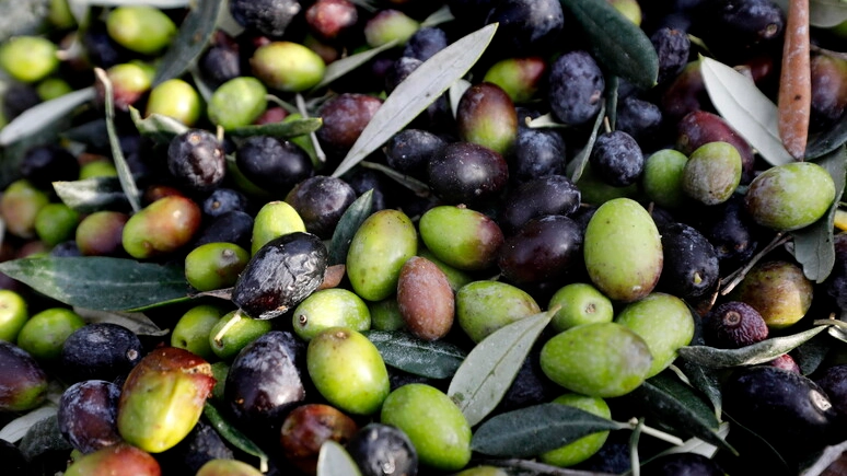 Raccolta delle olive (Foto Ansa)